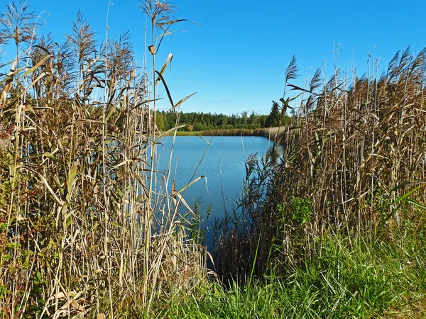 通过芦苇的蓝色小湖景 — 图库照片