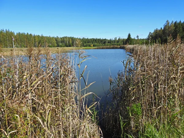 Små blå sjöutsikt genom vassen — Stockfoto