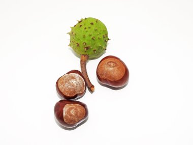 Sonbahar kompozisyon olgun kestane kullanarak.