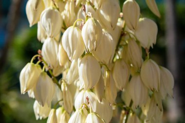 Tayland 'da beyaz yukka çiçeklerini kapat..