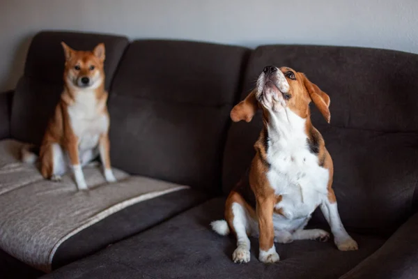 Kanepede İfade Veren Beagle ve Sakin Shiba Inu