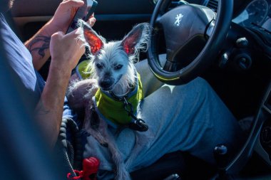 Small Dog on Drivers Lap Inside Vehicle