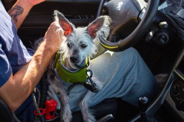 Cute Chinese Crested Dog Riding with Driver