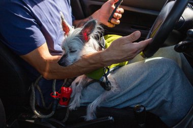 Çin İbikli Köpek Arabayla Yolculuk