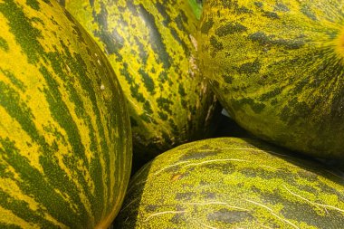 Canlı Yeşil ve Sarı Çizgili Karpuzlar