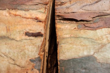 Çok Katmanlı Ağaç Kabuğunda Derin Ayrılma