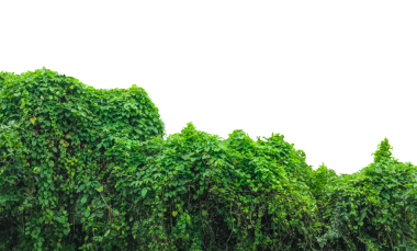 Yemyeşil yapraklar ve sarmaşıklar beyaz üzerine izole edilmiş, yeşil çimen dokusu arka planda, yeşil yapraklar duvarda, yeşil yapraklar beyaz zeminde izole edilmiş, yeşil sarmaşık bitkisi beyaz arka planda.,