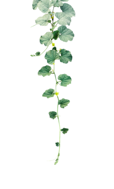 Yeşil Yaprak Çiçekleri ve Şeffaf Arkaplanda Dalları olan canlı Sarı Karpuz Çiçeği, Karpuz Çiçeği izole edilmiş bir huş dalında taze yeşil yapraklar, Sarı Çiçekli Yeşil Vine ve Yapraklar