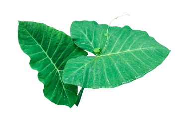 Beyaz arka planda yeşil çiğ yaprak, şeffaf arkaplanda yeşil canavar bitki yaprağı, Beyaz Arkaplanda taze yeşil Taro Yaprakları