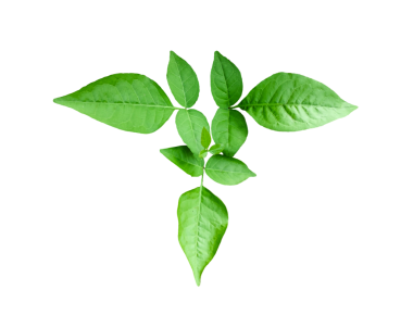 Yeşil yapraklı ahşap elma dalı izole, taze yeşil yapraklar dalları izole, yalıtılmış yeşil yapraklar ve doğal tasarım elementleri için beyaz arka planda bahar dalları