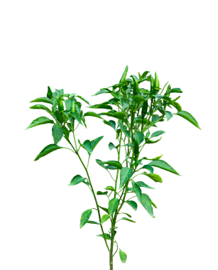 Bir demet taze kırmızı biber, taze yapraklarla izole edilmiş yeşil bitki dalı, doğal büyüme ve yeşillik, Olgunlaşmamış Biberli Vibrant Yeşil Biber Bitkisi