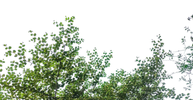 Bir çalı çalısı yaprakları çerçeve, yeşil yapraklar beyaz kapalı, üzerinde yaprakları olan bir ağaç, şeffaf bir arka plan