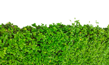 Yemyeşil yapraklar ve sarmaşıklar beyaz üzerine izole edilmiş, yeşil çimen dokusu arka planda, yeşil yapraklar duvarda, yeşil yapraklar beyaz zeminde izole edilmiş, yeşil sarmaşık bitkisi beyaz arka planda.,