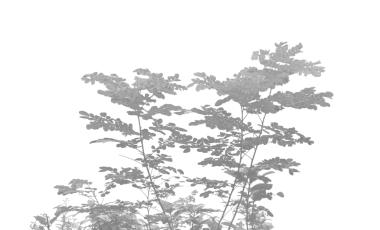 ağaç gövdesinin siyah ve beyaz görüntüsü, yapraklı siyah ve beyaz fotoğrafı, izole edilmiş bir ağacın siyah silueti, siyah ve beyaz ağaç silueti, soyut yeşillik silueti