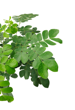 Şeffaf arkaplanda yemyeşil bitki yaprağı çerçevesi, beyaz arkaplanda yeşil yapraklar izole