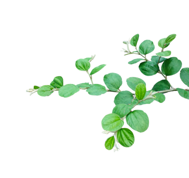 Jujube dalları ağaçtan ayrılır, yeşil yapraklar beyaz üzerine izole edilir, yeşil yapraklar ise png arka planında.,