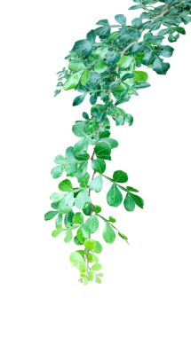 Yeşil yapraklı ahşap elma dalı izole, taze yeşil yapraklar dalları izole, yalıtılmış yeşil yapraklar ve doğal tasarım elementleri için beyaz arka planda bahar dalları