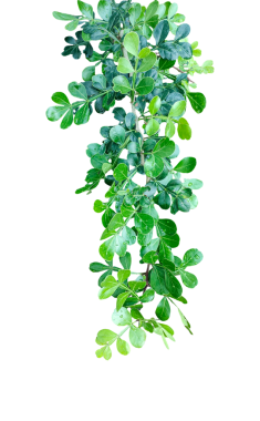 Yeşil yapraklı ahşap elma dalı izole, taze yeşil yapraklar dalları izole, yalıtılmış yeşil yapraklar ve doğal tasarım elementleri için beyaz arka planda bahar dalları