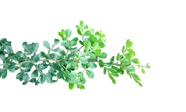 Yeşil yapraklı ahşap elma dalı izole, taze yeşil yapraklar dalları izole, yalıtılmış yeşil yapraklar ve doğal tasarım elementleri için beyaz arka planda bahar dalları