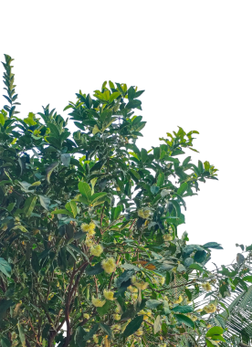 Ağacın dalı, bahar ağacı dalında taze yeşil yapraklar beyaz arka planda izole edilmiş, temiz bir bahçe ve doğa için canlı yaz yaprakları ve doğal bitki örtüsü sergiliyor.