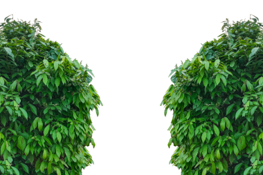 Beyaz Boşluğu Çerçeveleyen Yeşil Yapraklar, beyaz arka planda izole edilmiş taze yeşil maydanoz, sağlıklı bir organik bitki ve aromatik