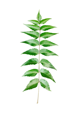 İzole edilmiş yeşil yaprak yaprağı yaprakları ve yemyeşil yapraklı bitki yaprakları png arka planda, Taze Yeşil Neem Sprigs 'i png' de izole eder.,