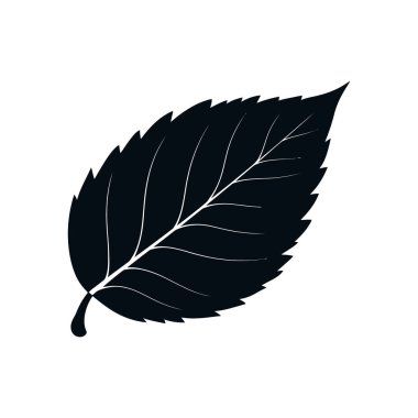 Sivri uçlu ve belirgin damarlarını gösteren tek bir koyu yaprağın detaylı vektör sanatı, hepsi çok yönlü kullanım için temiz beyaz bir arkaplana karşıdır..