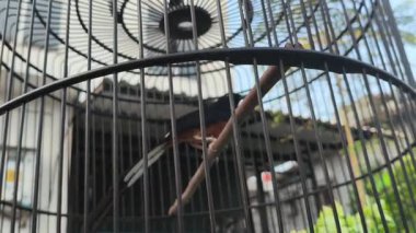 Bir evin önündeki kafesteki kuşun videosu.