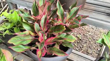 Siyah bir saksıda canlı bir Aglaonema (Çin Evergreen) bitkisinin yüksek açılı statik videosu