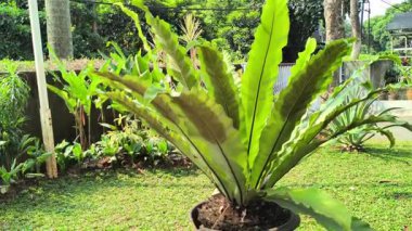 Kuşların yuvası eğreltiotu. Bahçe kabında büyüyen büyük yeşil yapraklı.