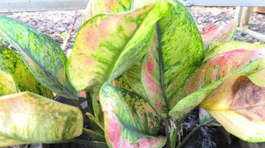 Bir Aglaonema bitkisinin canlı pembe ve yeşil desenli yaprakları boyunca yakın plan odak çekimi.