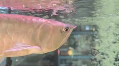 Su yüzeyinde yüzen gümüş bir arowana 'nın yakın çekimi