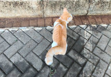Yukarıdan Aşağı Görünüm Turuncu Beyaz Kedi Paving Bloklarında Dinleniyor