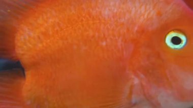 Akvaryum Tankında Yüzen Turuncu Cichlid Balığı