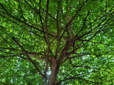 Aşağıdan Parlak Yeşil Ağaç Örtüsü Güneş Işıklarıyla