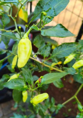 Bahçede büyüyen Yeşil Kuş Gözü Biberleri