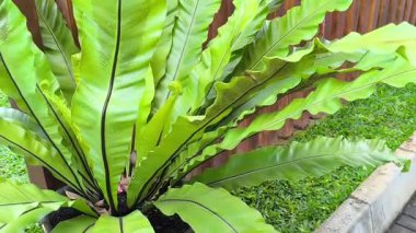 Canlı Kuş Yuvası 'nın Eğreltiotu Hafif Rüzgarda Esinti Yapıyor