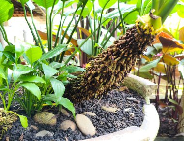 Tropikal Bitki Kökünün Eşsiz Dokusunu Kapatın