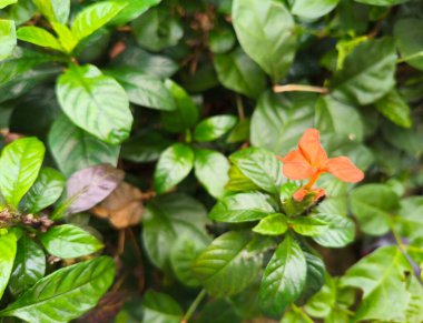 Küçük Turuncu Çapraz Çiçek Yeşiller Arasında Çiçek Açar