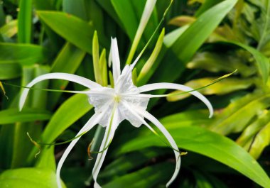 Güzel Beyaz Örümcek Zambağı Çiçeği Tropik Bahçede Çiçek açıyor