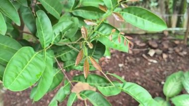 Taze Kırmızımsı Yapraklar Yeşil Ağaç Dalında filizleniyor