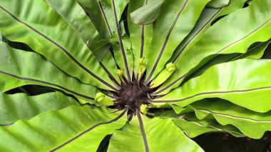 Kuş Yuvası 'nın Eğreltiotunu Nazik Rüzgar Hareketiyle Kapatın