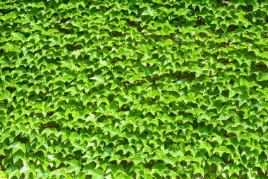 Duvardaki yabani üzüm 