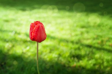 Sabah güneşi ve çiğ yeşil çim bir arka plan üzerinde kırmızı lale.