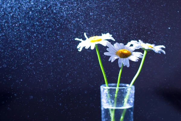 雏菊在一个玻璃花瓶，水溅到上一个黑色的背景 — 图库照片