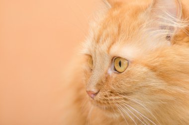 Kızıl saçlı kedi yakın çekim portre.