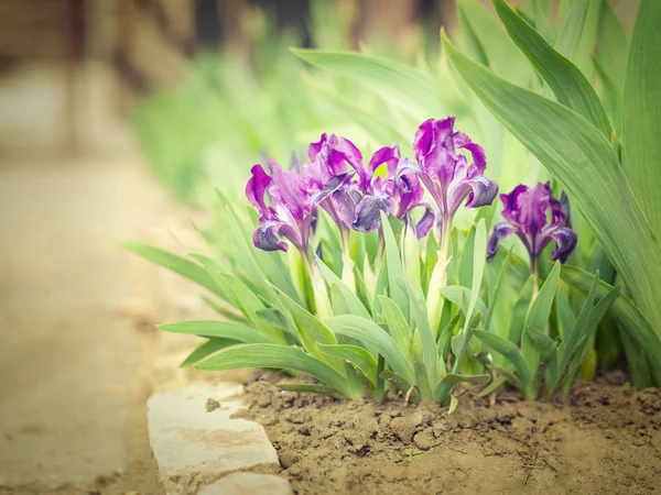 Doğal bir ortamda mor Iris