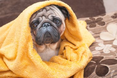 Terry sarı battaniyeye sarılmış üzgün pug köpek. 