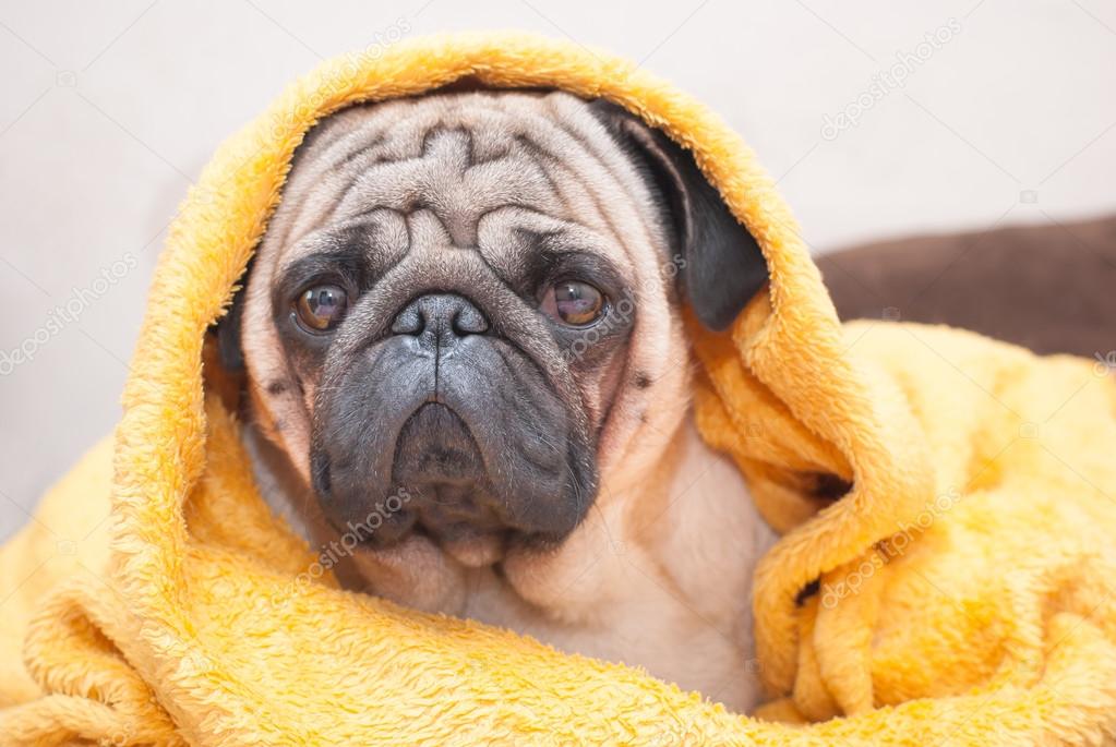 Sad pug dog wrapped in a terry yellow blanket. 