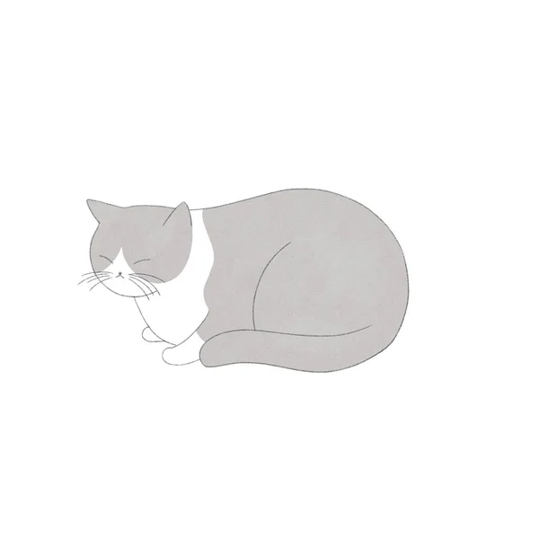 Watercolor Illustration Sitting Cat White Background Cute Gray White Cat — Stock Photo, Image